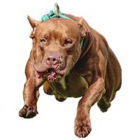 Dog running straight on camera isolated on white background at full speed on competition photo