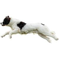 Dog running straight on camera isolated on white background at full speed on competition photo
