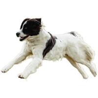 Dog running straight on camera isolated on white background at full speed on competition photo