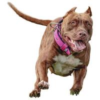 Dog running straight on camera isolated on white background at full speed on competition photo