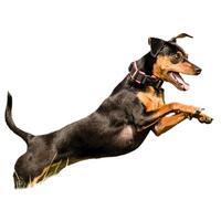 Dog running straight on camera isolated on white background at full speed on competition photo