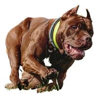 Dog running straight on camera isolated on white background at full speed on competition photo