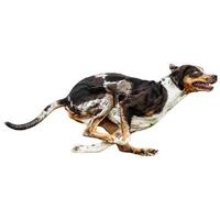 Dog running straight on camera isolated on white background at full speed on competition photo