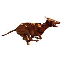 Dog running straight on camera isolated on white background at full speed on competition photo