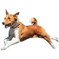 Dog running straight on camera isolated on white background at full speed on competition photo