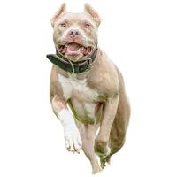 Dog running straight on camera isolated on white background at full speed on competition photo