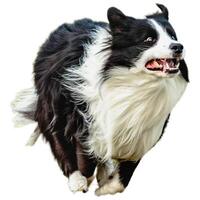 Dog running straight on camera isolated on white background at full speed on competition photo