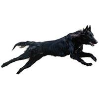 Dog running straight on camera isolated on white background at full speed on competition photo