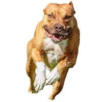 Dog running straight on camera isolated on white background at full speed on competition photo