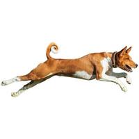 Dog running straight on camera isolated on white background at full speed on competition photo