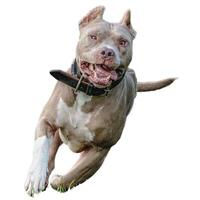 Dog running straight on camera isolated on white background at full speed on competition photo