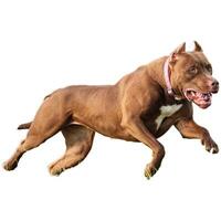 Dog running straight on camera isolated on white background at full speed on competition photo