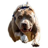 Dog running straight on camera isolated on white background at full speed on competition photo