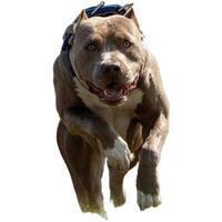 Dog running straight on camera isolated on white background at full speed on competition photo