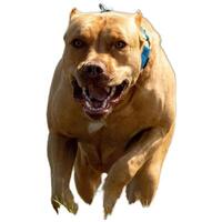Dog running straight on camera isolated on white background at full speed on competition photo