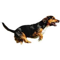 Dog running straight on camera isolated on white background at full speed on competition photo