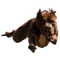 Dog running straight on camera isolated on white background at full speed on competition photo