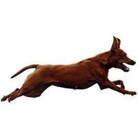 Dog running straight on camera isolated on white background at full speed on competition photo