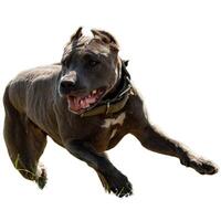 Dog running straight on camera isolated on white background at full speed on competition photo
