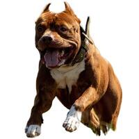 Dog running straight on camera isolated on white background at full speed on competition photo