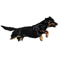 Dog running straight on camera isolated on white background at full speed on competition photo