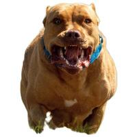 Dog running straight on camera isolated on white background at full speed on competition photo