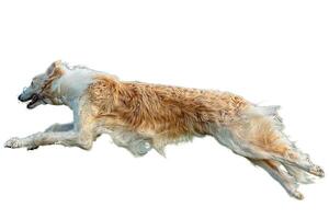 Dog running straight on camera isolated on white background at full speed on competition photo