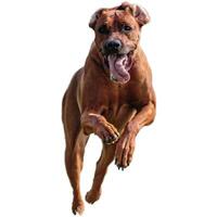 Dog running straight on camera isolated on white background at full speed on competition photo