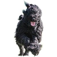 Dog running straight on camera isolated on white background at full speed on competition photo