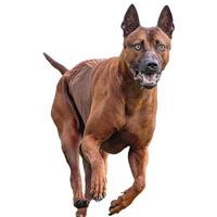 Dog running straight on camera isolated on white background at full speed on competition photo