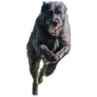 Dog running straight on camera isolated on white background at full speed on competition photo
