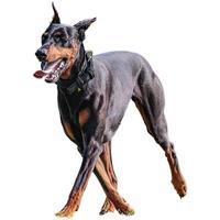 Dog running straight on camera isolated on white background at full speed on competition photo