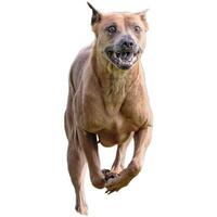 Dog running straight on camera isolated on white background at full speed on competition photo