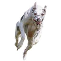 Dog running straight on camera isolated on white background at full speed on competition photo