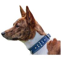 Dog running straight on camera isolated on white background at full speed on competition photo