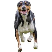 Dog running straight on camera isolated on white background at full speed on competition photo