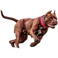 Dog running straight on camera isolated on white background at full speed on competition photo