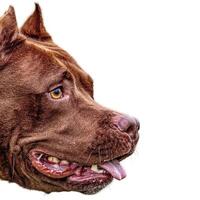 Dog running straight on camera isolated on white background at full speed on competition photo