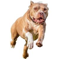 Dog running straight on camera isolated on white background at full speed on competition photo