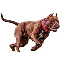 Dog running straight on camera isolated on white background at full speed on competition photo