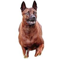 Dog running straight on camera isolated on white background at full speed on competition photo