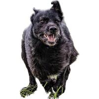 Dog running straight on camera isolated on white background at full speed on competition photo