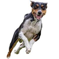 Dog running straight on camera isolated on white background at full speed on competition photo