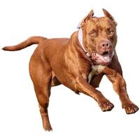 Dog running straight on camera isolated on white background at full speed on competition photo