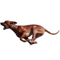 Dog running straight on camera isolated on white background at full speed on competition photo
