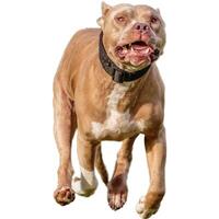 Dog running straight on camera isolated on white background at full speed on competition photo