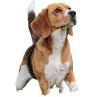 Dog running straight on camera isolated on white background at full speed on competition photo