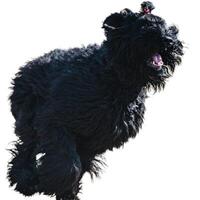 Dog running straight on camera isolated on white background at full speed on competition photo