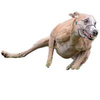 Dog running straight on camera isolated on white background at full speed on competition photo
