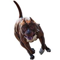 Dog running straight on camera isolated on white background at full speed on competition photo